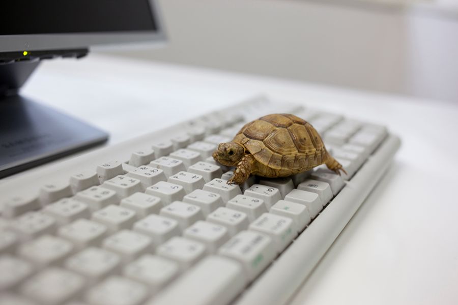 A Turtle Crawling Across A Keyboard, Symbolizing A Slow Website.