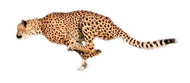 Super Fast Cheetah