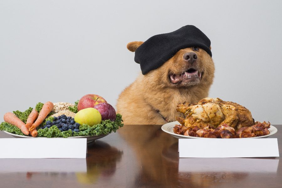Digital Marketing Vs Seo Vs Google Ads: Why Business Owners Feel Ripped Off A Dog Trying To Choose Between Two Different Meals, What Is 'Right' And What 'Tastes Good'